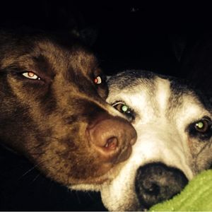 Meet your Posher, Brandy